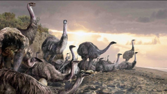 Ternyata, Inilah Penyebab Kepunahan Burung Terbesar di Dunia