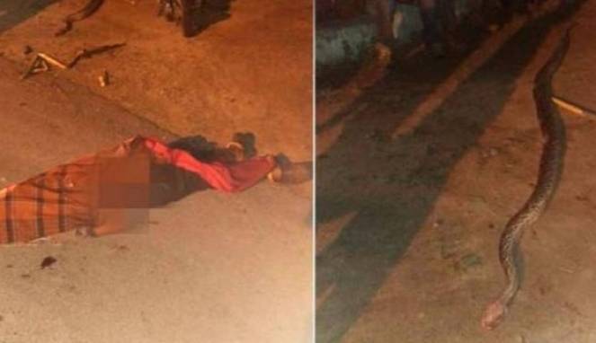 Tragis, Pria 35 Tahun Tewas Dililit Ular Piton