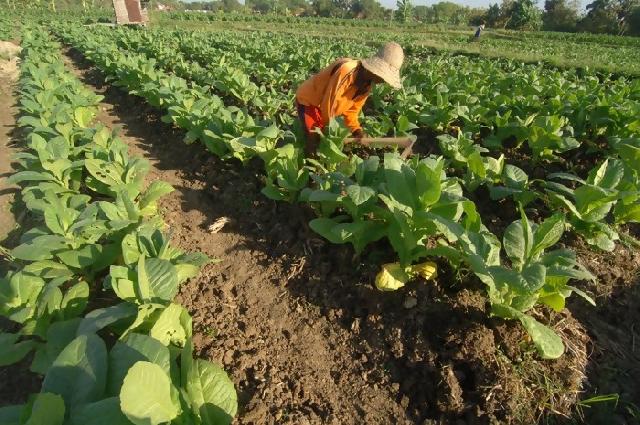 Harga Tembakau Tinggi Akibat Cuaca Ekstrem