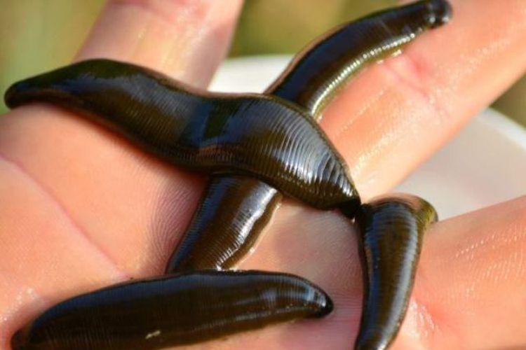 Pakai Lintah, Ilmuwan Ingin Lestarikan Hutan di Papua Niugini