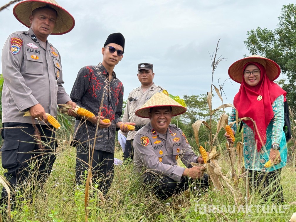 Polsek TPTM Panen Jagung Pipil, Ipda Bonny: Dorong Ekonomi Desa dan Kemandirian Pangan