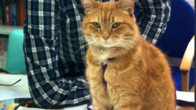 10 Hal yang Paling Tidak Disukai Kucing