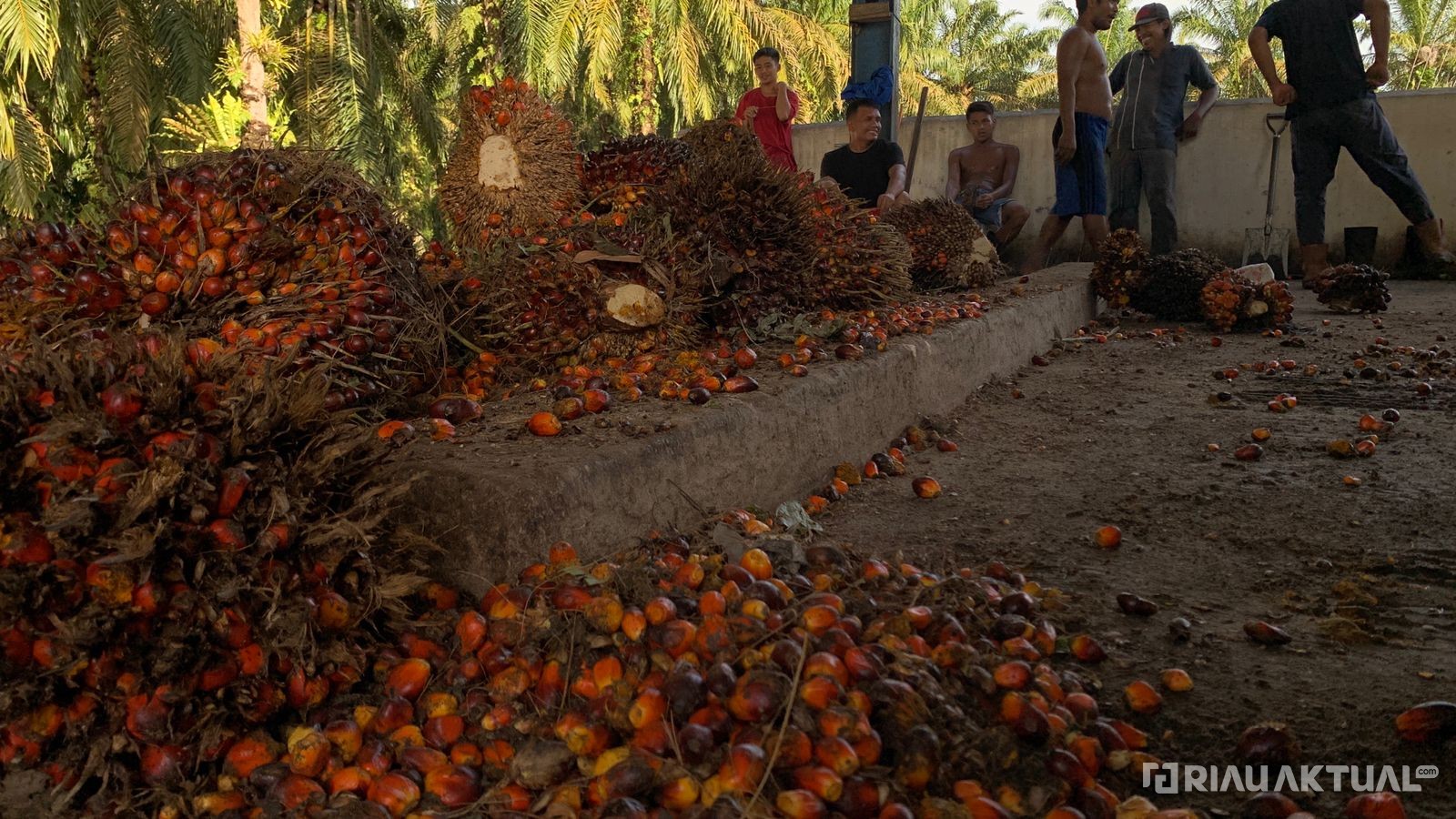 Harga TBS Kelapa Sawit Mitra Swadaya Turun, Capai Rp3.401 per Kilogram