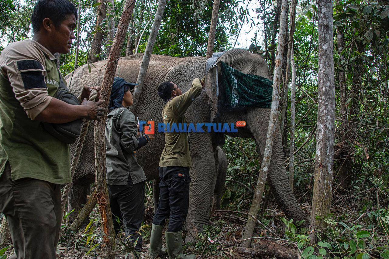 BBKSDA Riau Pasang GPS Collar untuk Perkuat Mitigasi Konflik Manusia dan Gajah di Tesso Tenggara
