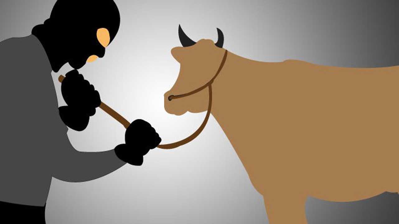 Tiga Ekor Sapi Milik Warga Pulau Busuk Kuansing Hilang