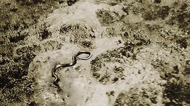 Misteri Ular dengan Panjang 90 Meter di Dalam Foto Usang