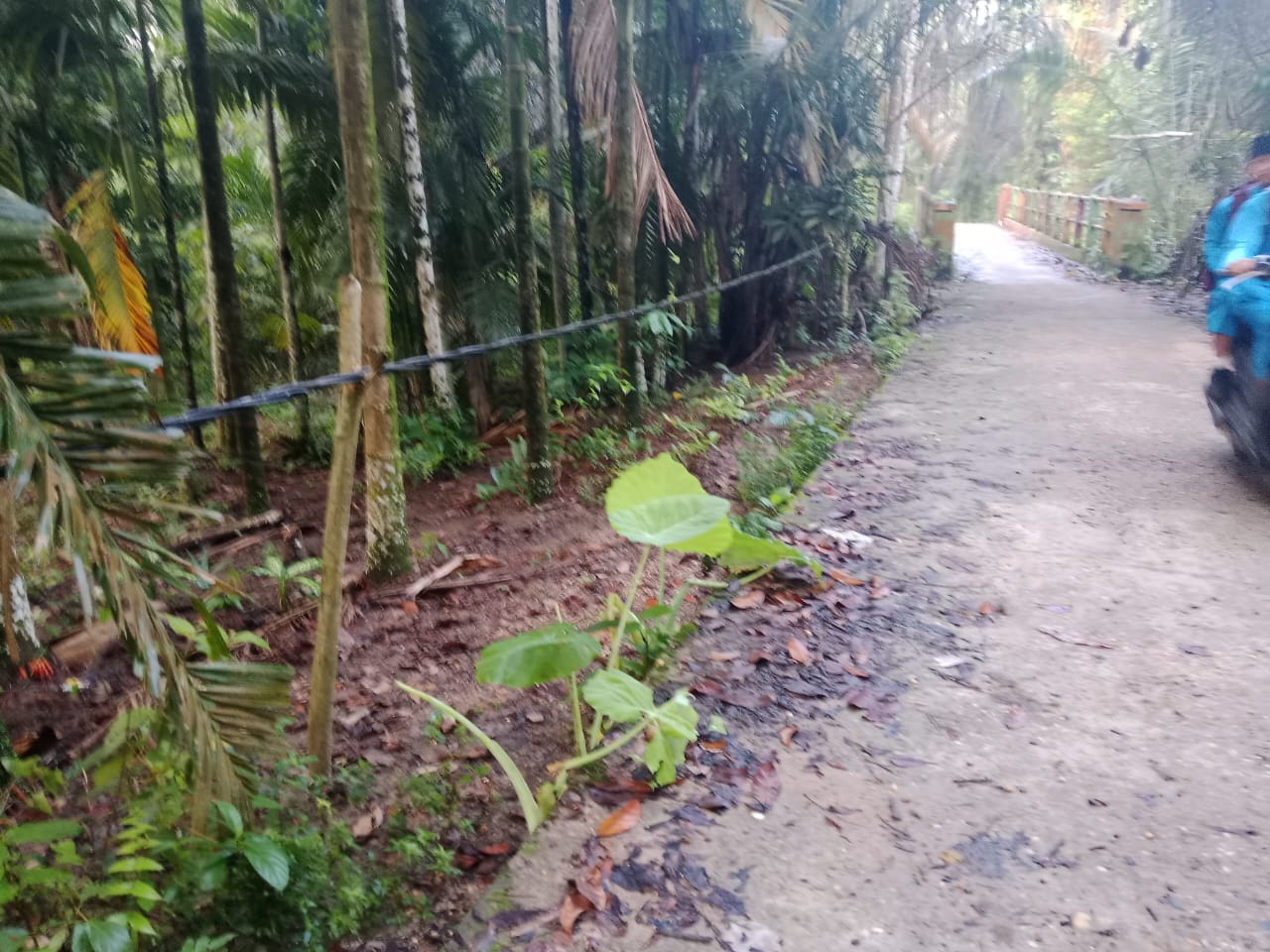 Kabel Listrik di Arena Pacu Jalur Tepian Tigo Muaro Membahayakan Warga, Ini Tanggapan PLN