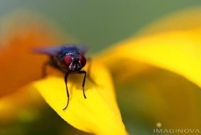 Hii..Daerah Ini Kembangkan Budi Daya Lalat, Apa Manfaatnya?