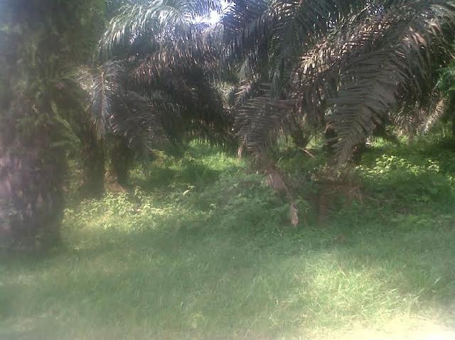 Akibat Tidak Terawat, Hasil Kebun PT. Teso Indah Tidak Maksimal