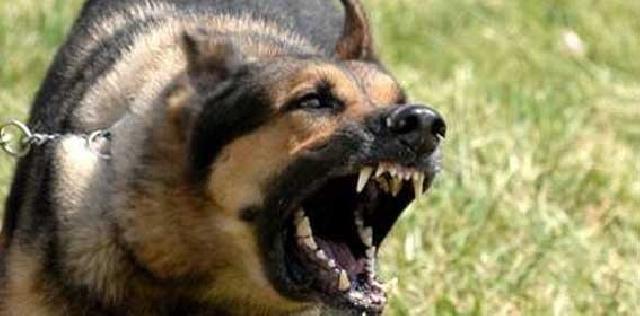 Elsyabrina Akui, Tenayan Raya lumbung anjing rabies