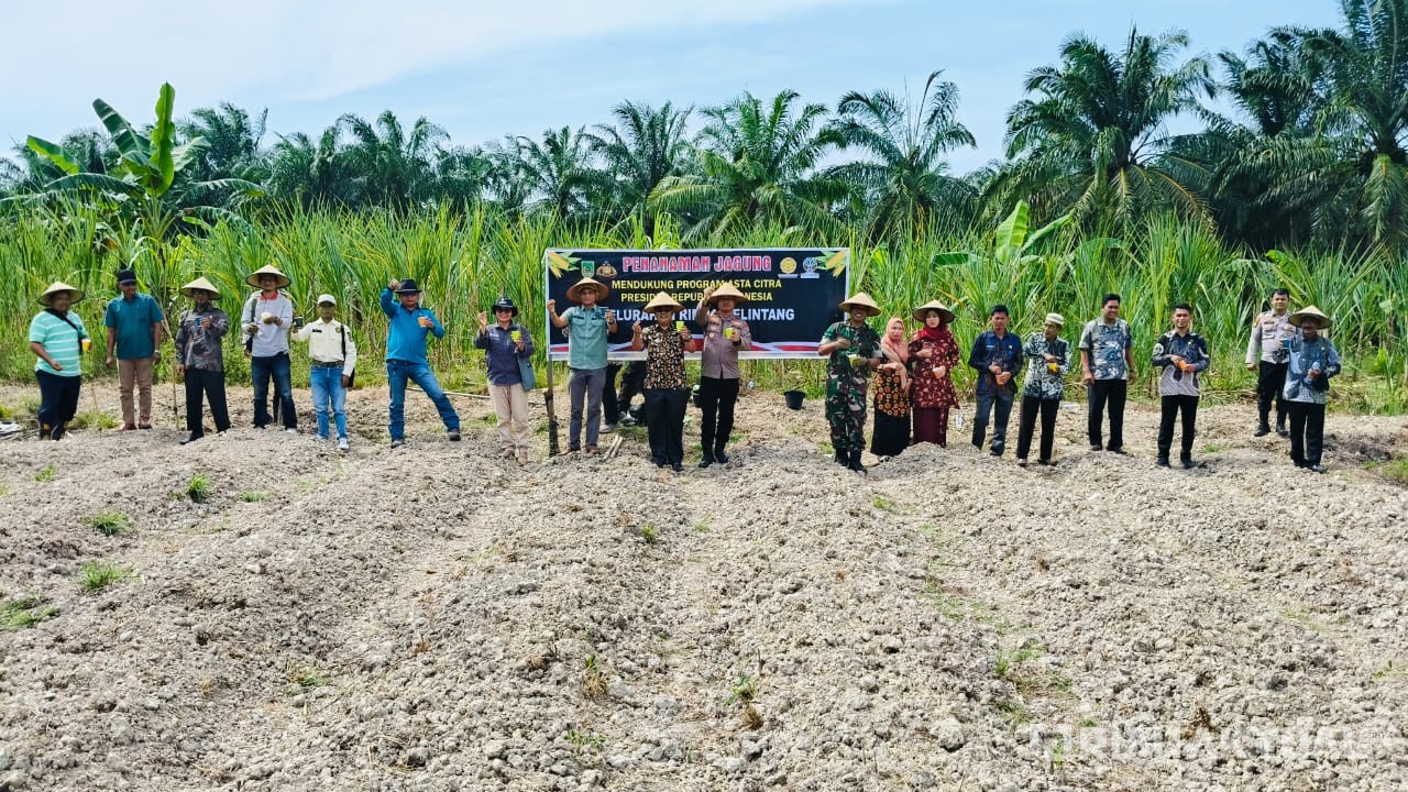 Dukung Asta Cita Presiden, Polsek Rimba Melintang Gelar Giat Penanaman Jagung Kuartal III