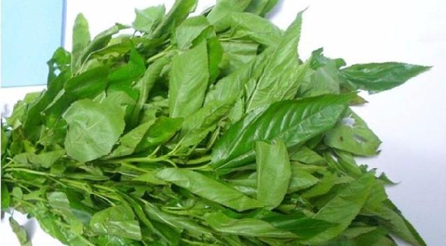 Konsumsi Daun Rami, Dapatkan Manfaatnya yang Mengagumkan