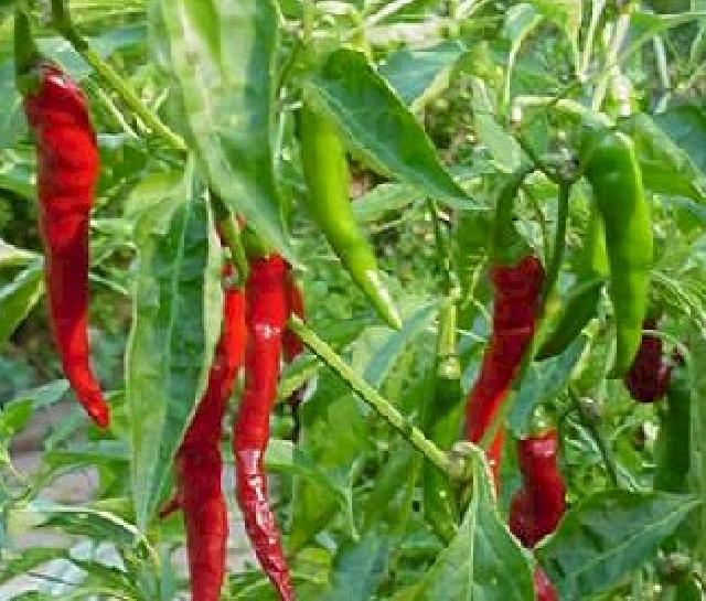 Disperindag Akan  Pasok Cabai  Lokal Pekanbaru 