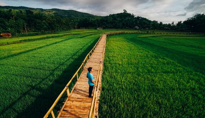 Menjelajah Sawah Hits Sukorame Jogja