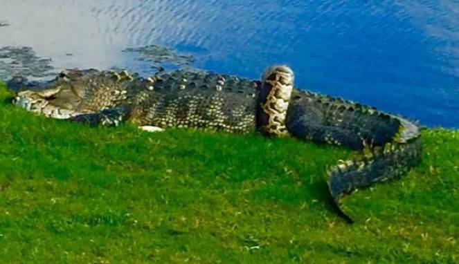 Pertarungan Sengit Buaya dan Piton di Pinggir Danau