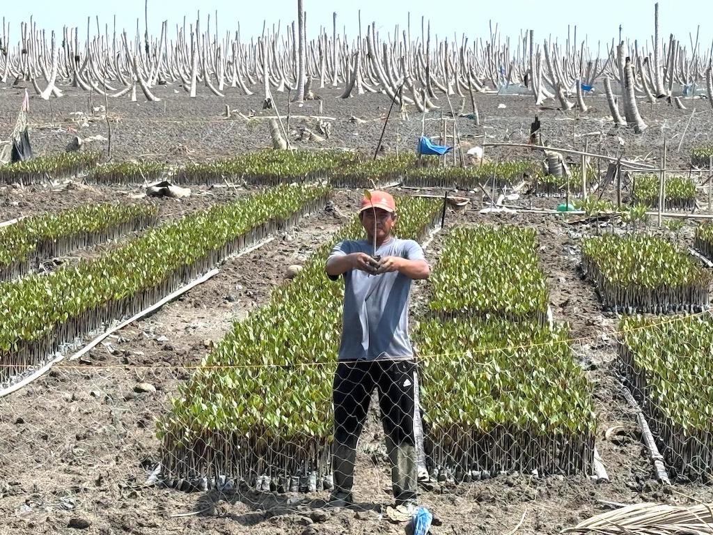 Mangrove, Harapan yang Tumbuh dari Lumpur Kuala Selat
