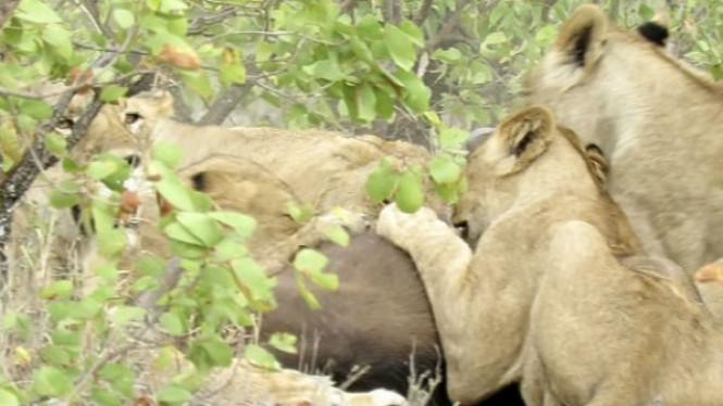 Anak Dimakan, Induk Kerbau yang Marah Lawan 14 Singa