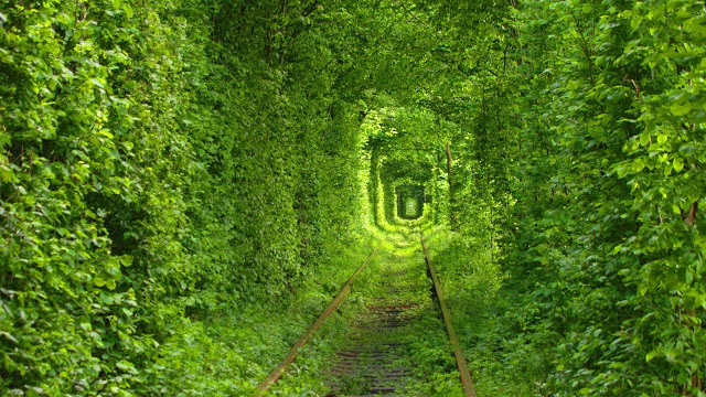 Asli Buatan Alam, Ini 7 Terowongan Terindah di Dunia