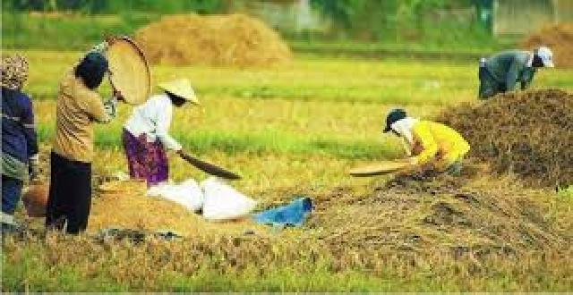 Masyarakat Pasir Penyu Usulkan Pengembangan Pertanian Sistem Agregat