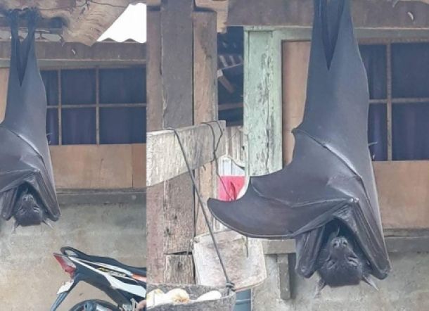 Kelelawar Sebesar Anak Manusia Menggantung di Depan Rumah, Warga Kaget!