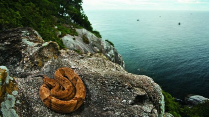 Masuk ke Pulau Ini, Kamu Bisa Langsung Tewas