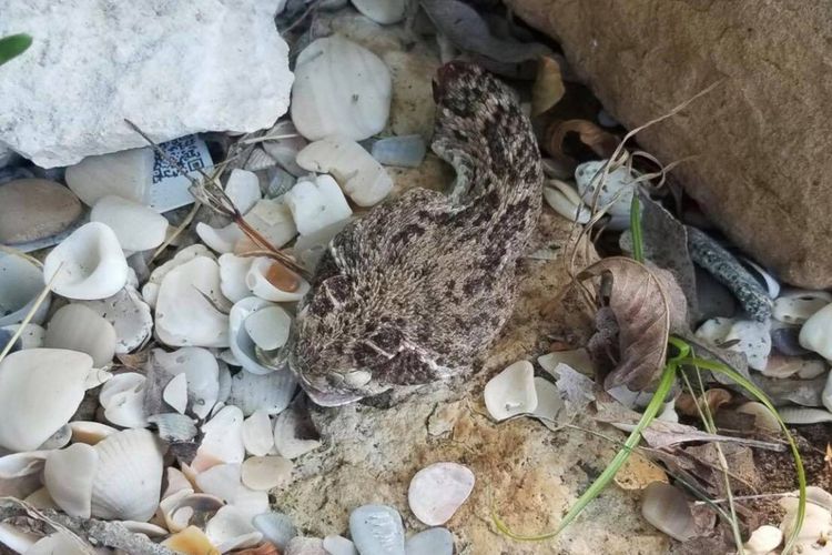 Sudah Terpenggal, Kok Kepala Ular Ini Masih Bisa Menggigit?