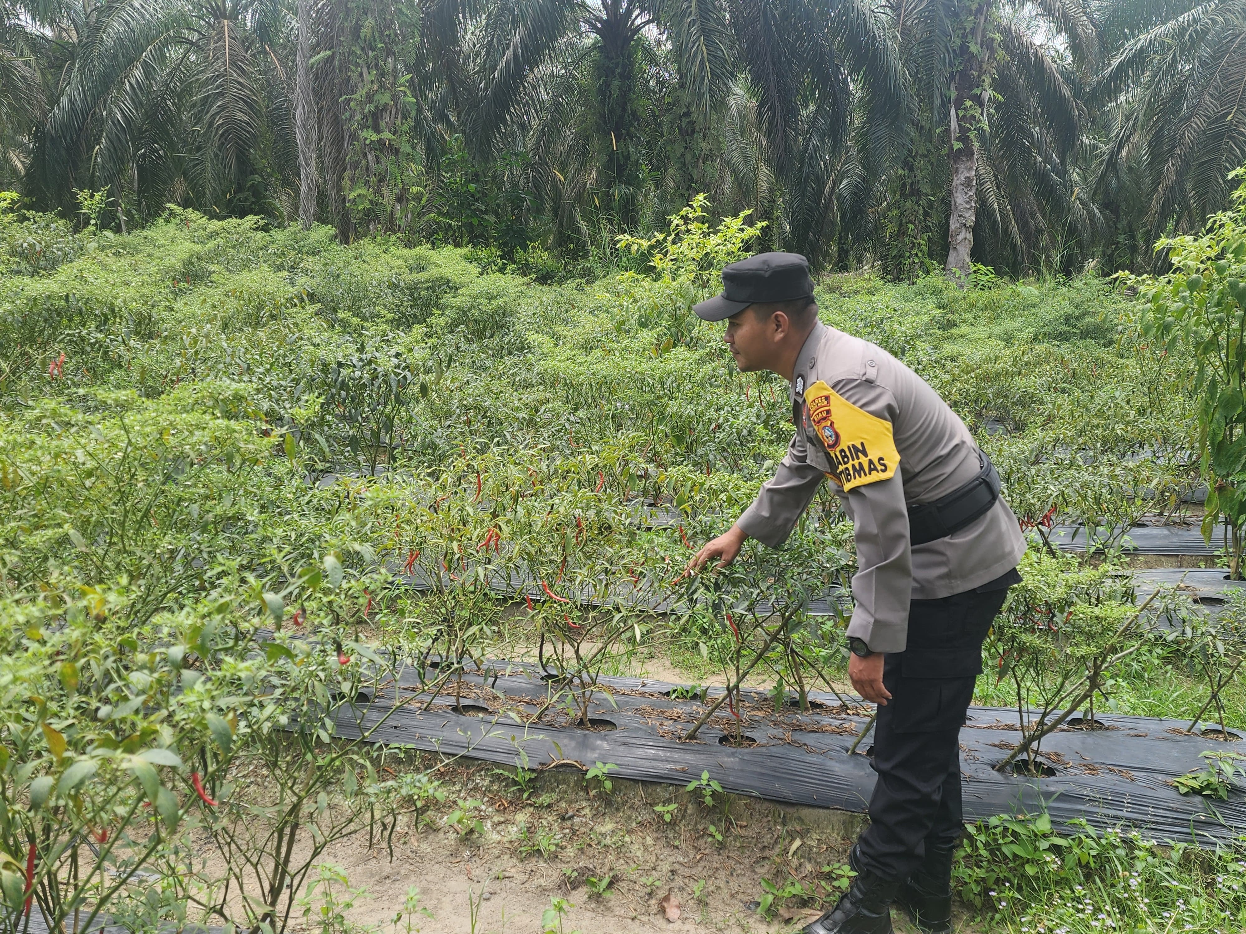 Polsek Bangko Pusako Lakukan Pembinaan Ketahanan Pangan