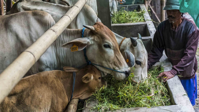 70 Penyakit Bisa Diobati oleh Urin Sapi, Bagaimana Caranya?