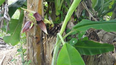 Fenomena Pohon Pisang Berbuah Dua Kali di Kampar