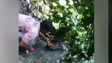 Ngeri, Lakukan Aksi Nekat Tangan Pria Ini Dicaplok Buaya