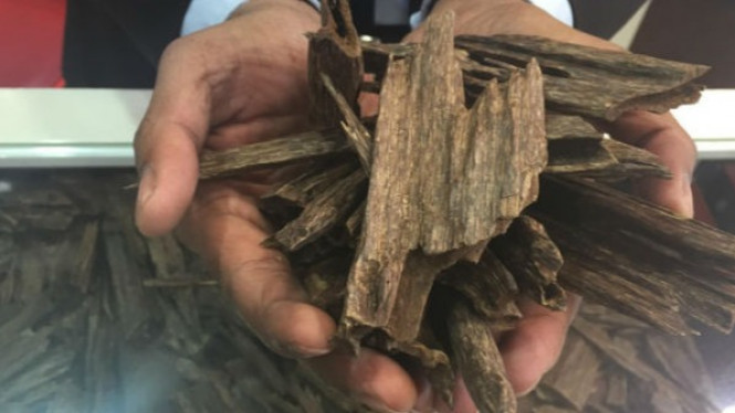 Pohon Ini Harganya Lebih Mahal dari Emas