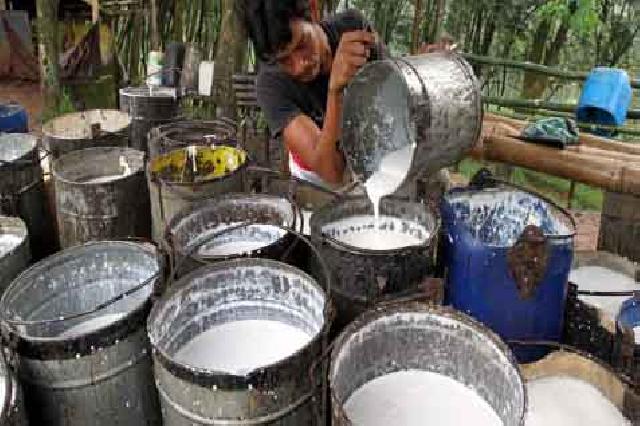 Harga Karet Mulai Naik, Petani Mulai Berharap