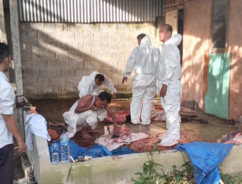 Positif Brucellosis, Distankan Pekanbaru Musnahkan 2 Ekor Sapi