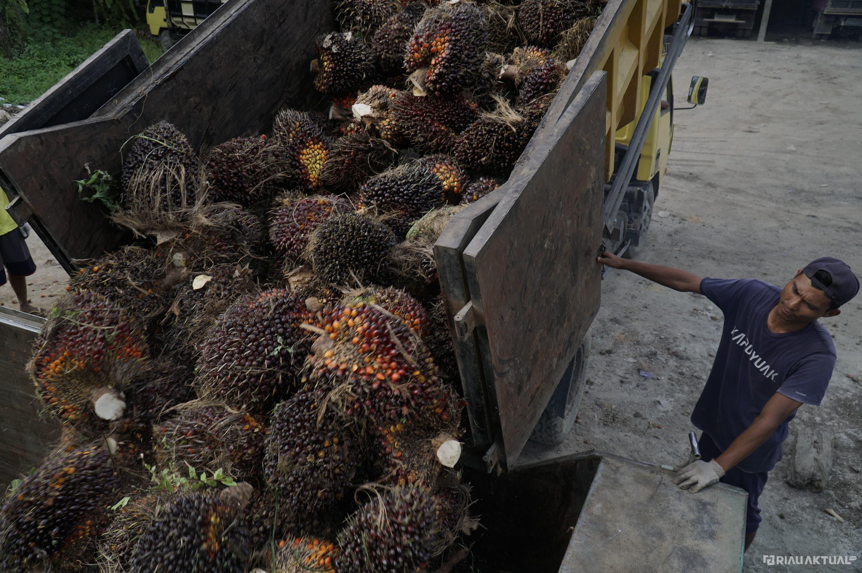 Harga CPO di Riau Berfluktuasi, Sementara Kernel Menunjukkan Tren Positif