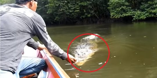 Persahabatan Buaya Muara Besar Dengan Seorang Warga Bontang, Suka Datang Kerumah Minta Makan