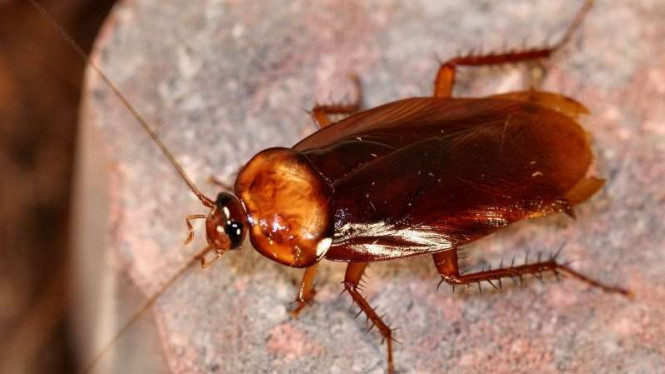 Semua Serangga Kabur Saat Kamu Simpan Tanaman Ini