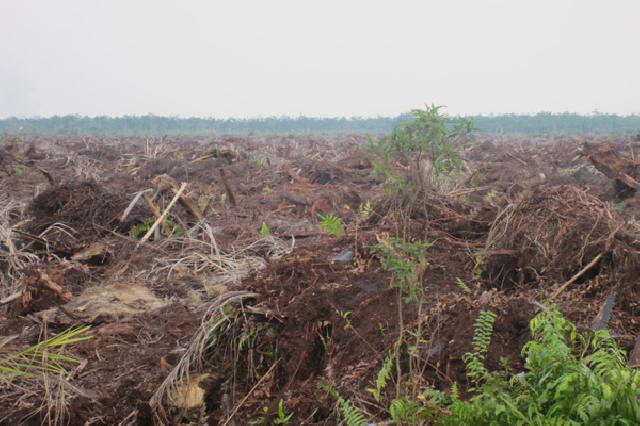 Jikalahari Sebut 15.000 Lahan Warga Riau Terancam Pidana UU Kehutanan
