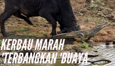 Bertemu Musuh Abadi, Kerbau Liar 'Terbangkan' Buaya ke Udara