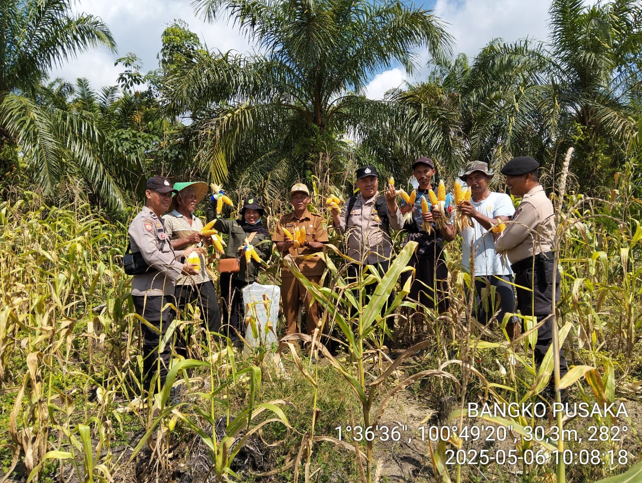 Kelompok Tani Pusaka Permata Jaya Panen Jagung, Dukung Program Asta Cita di Rohil