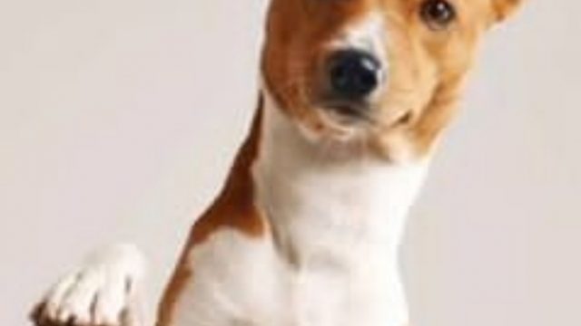 Viral Video Anjing Dibakar Hidup-hidup, Perekam Tertawa Terbahak-bahak