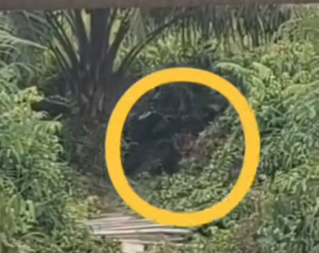 Masyarakat Rekam Aktifitas Harimau di Mempura Siak