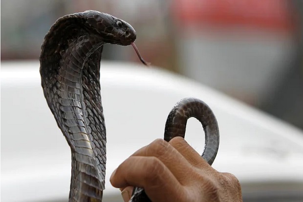 Sadis! Pria Ini Bunuh Istrinya dengan Kobra