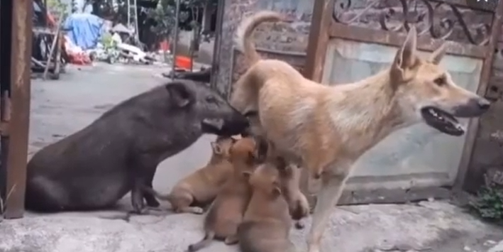 Babi Menyusu Pada Anjing, Maia Estianty: Kalau di Indonesia, Babi Ini Sudah Dibunuh