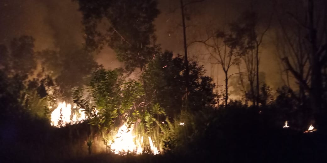 Hutan Talang dan Balai Raja Dikabarkan Terbakar Malam ini, BKSDA Riau Turunkan Tim