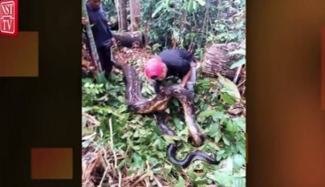 Geger Penemuan Ular Piton Raksasa di Dalam Batang Pohon