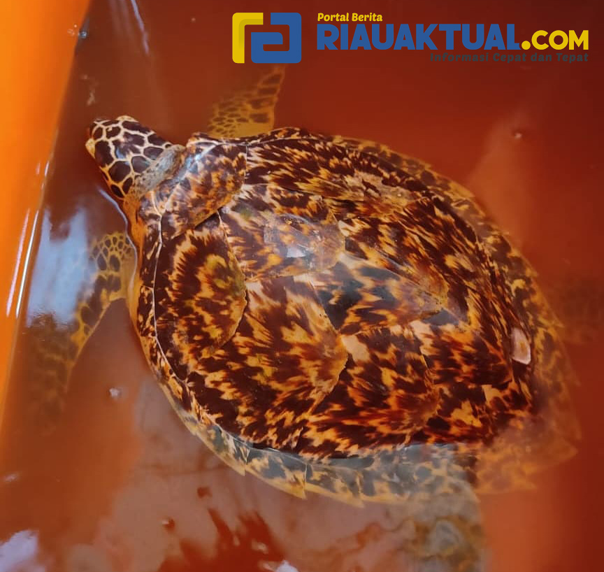 Segala Upaya Dilakukan Balai Besar KSDA Riau Untuk Kelestarian Satwa Liar yang Dilindungi