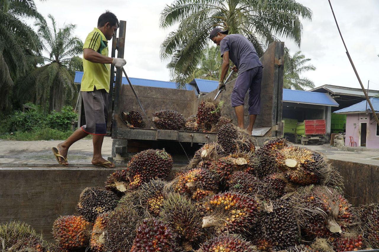 Harga TBS Sawit Riau Naik Tipis, Petani Mitra Swadaya Sambut Positif