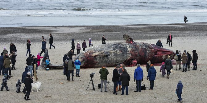 Paus jenis sperma panjang 20 meter terdampar di pesisir pantai di Situbondo