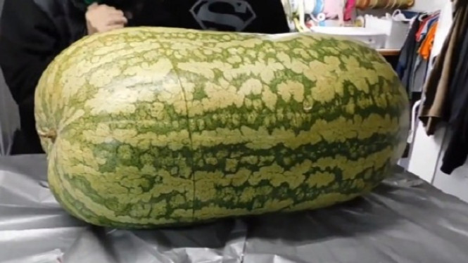 Semangka Seberat 144 Kg Dipotong, Isinya Ternyata Mengejutkan
