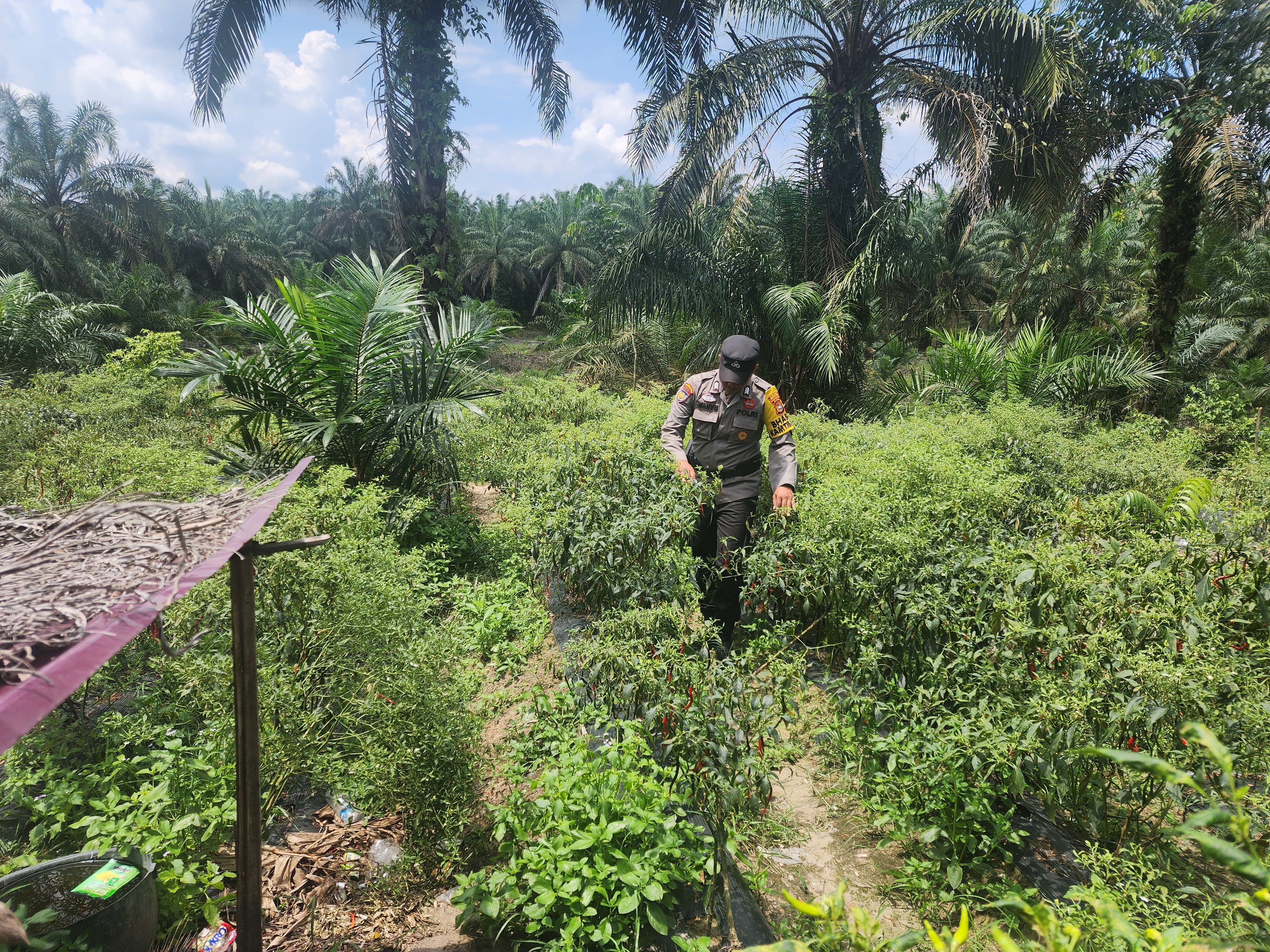 Polsek Bangko Pusako Gelar Pembinaan Ketahanan Pangan di Pematang Damar